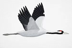 Images Dated 27th February 2007: Crane (Grus grus), adult