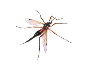 Cranefly species or daddy longlegs -Tipula maxima-, Bavaria, Germany Cranefly species or daddy longlegs -Tipula maxima-, Bavaria, Germany