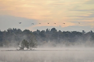 Cranes -Grus grus- flying over wetlands in the morning, Tiste Bauernmoor, Burgsittensen, Lower Saxony, Germany Cranes -Grus grus- flying over wetlands in the morning, Tiste Bauernmoor, Burgsittensen, Lower Saxony, Germany