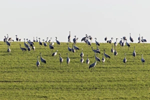 Cranes -Grus grus- on a meadow, Ruegen Island, Mecklenburg-Western Pomerania, Germany, Europe Cranes -Grus grus- on a meadow, Ruegen Island, Mecklenburg-Western Pomerania, Germany, Europe