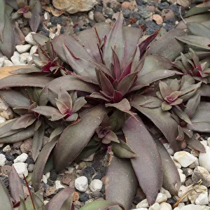 Crassula orbicularis var. rosularis, native to South Africa Crassula orbicularis var. rosularis, native to South Africa
