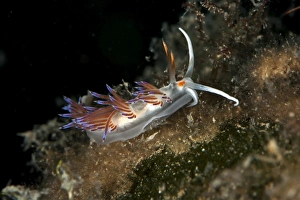 Cratena slug -Cratena peregrina-, Mediterranean Sea, Croatia Cratena slug -Cratena peregrina-, Mediterranean Sea, Croatia