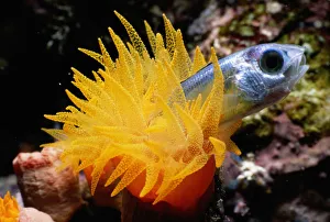 Crater cup coral (Tubastrea sp.) eating silverside fish Crater cup coral (Tubastrea sp.) eating silverside fish