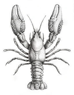 Crawdad engraving 1870