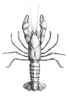 Crawfish engraving 1870