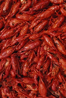 Crawfish (or crayfish), full frame