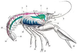 Crayfish engraving 1894
