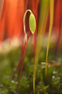 Creeping feather-moss -Amblystegium serpens-, sporophyte with seta and capsule, Stuttgart, Baden-Wurttemberg, Germany Creeping feather-moss -Amblystegium serpens-, sporophyte with seta and capsule, Stuttgart, Baden-Wurttemberg, Germany