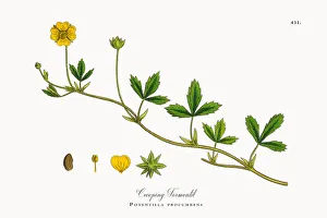 Creeping Tormentil, Potentilla procumbens, Victorian Botanical Illustration, 1863 Creeping Tormentil, Potentilla procumbens, Victorian Botanical Illustration, 1863
