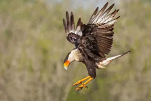 <b class=qtipBold><figcaption>Crested Caracara</figcaption></b><br>A Crested Caracara coming to a landing pose.<br><em>© 2013 Phoo Chan</em> Crested Caracara