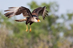<b class=qtipBold><figcaption>Crested Caracara in Flight</figcaption></b><br>A Crested Caracara in flight.<br><em>© 2013 Phoo Chan</em> Crested Caracara in Flight