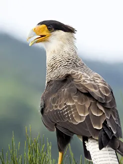 Crested Caracara (Polyborus plancus), portrait with their feathers fluttering in the wind Crested Caracara (Polyborus plancus), portrait with their feathers fluttering in the wind