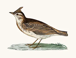 <b class=qtipBold><figcaption>Crested Lark bird</figcaption></b><br>A photograph of an original hand-colored engraving from The History of British Birds by Morris published in 1853-1891.<br><em>© mashuk</em> Crested Lark bird