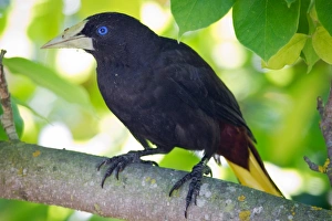 <b class=qtipBold><figcaption>Crested Oropendola</figcaption></b><br>Crested Oropendola sitting on branch of tree.<br><em>© Phoo Chan</em> Crested Oropendola