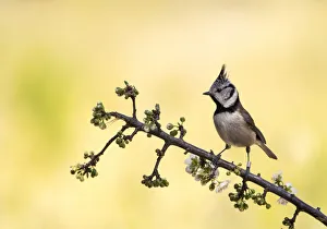 Crested Tit, bird of the species (Lophophanes cristatus ), of the family Paridae, perched on a branch with flower buds Crested Tit, bird of the species (Lophophanes cristatus ), of the family Paridae, perched on a branch with flower buds
