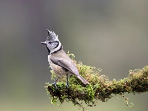 Crested Tit (Lophophanes cristatus), standing on a branch of tree with lichens Crested Tit (Lophophanes cristatus), standing on a branch of tree with lichens