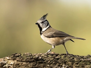Crested Tit (Lophophanes cristatus), standing on a branch of tree . Spain, Europe Crested Tit (Lophophanes cristatus), standing on a branch of tree . Spain, Europe