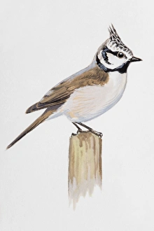 Crested tit (Lophophanes cristatus), perching on a post, side view Crested tit (Lophophanes cristatus), perching on a post, side view