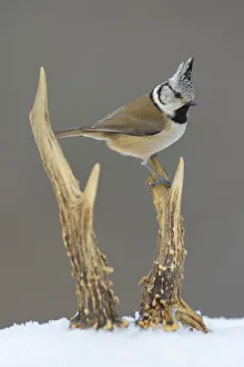 Crested Tit -Lophophanes cristatus- perched on deer antlers in the snow, Swabian Alb Crested Tit -Lophophanes cristatus- perched on deer antlers in the snow, Swabian Alb