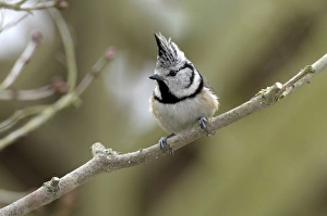 <b class=qtipBold><figcaption>Crested Tit -Parus cristatus-</figcaption></b><br><em>© This content is subject to copyright.</em> Crested Tit -Parus cristatus-