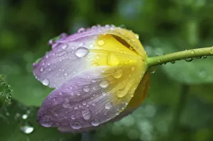 Cretan tulip -Tulipa saxatilis-, flower with water droplets, Eckental, Middle Franconia Cretan tulip -Tulipa saxatilis-, flower with water droplets, Eckental, Middle Franconia