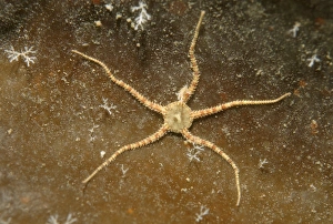 Crevice Brittle Star -Ophiopholis aculeata-, White Sea, Karelia, Russia Crevice Brittle Star -Ophiopholis aculeata-, White Sea, Karelia, Russia