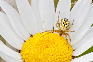 Cricket-bat Orb-weaver Spider -Mangora acalypha- on an Ox-eye Daisy -Leucanthemum vulgare-, Hesse, Germany Cricket-bat Orb-weaver Spider -Mangora acalypha- on an Ox-eye Daisy -Leucanthemum vulgare-, Hesse, Germany