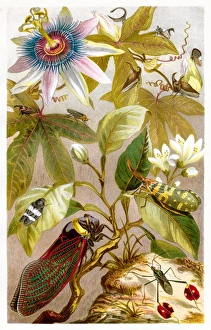 Cricket insect Chromolithograph 1884 Cricket insect Chromolithograph 1884