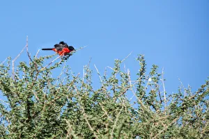 The crimson-breasted shrike or the crimson-breasted gonolek, is a southern African bird The crimson-breasted shrike or the crimson-breasted gonolek, is a southern African bird
