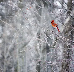 Crimson cardinal bird
