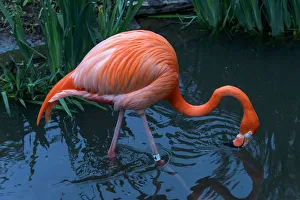 <b class=qtipBold><figcaption>Crimson wing</figcaption></b><br>A flamingo.<br><em>© 2015 Geoff Livingston</em> Crimson wing