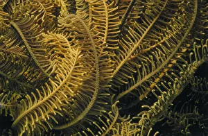 <b class=qtipBold><figcaption>Crinoid Tendrils</figcaption></b><br>Jeff Rotman Underwater Photography, a0106-000127 Crinoid Tendrils