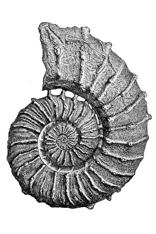 Science art/paleontology art illustrations/crioceras roemeri fossil Science art/paleontology art illustrations/crioceras roemeri fossil