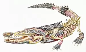 Images Dated 19th June 2007: Crocodile (Crocodylidae), internal anatomy, cross-section