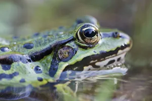 cropped, green, green frog, head shots, natural environment, water frog, waters, wildlife cropped, green, green frog, head shots, natural environment, water frog, waters, wildlife