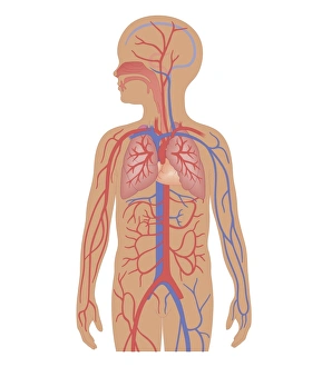 Cross section biomedical illustration of cardiovascular system and respiratory system in child Cross section biomedical illustration of cardiovascular system and respiratory system in child