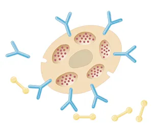 Cross section biomedical illustration of antibodies binding to mast cell after exposure to allergens Cross section biomedical illustration of antibodies binding to mast cell after exposure to allergens