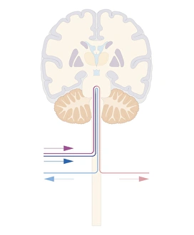 Cross section biomedical illustration of brain and autonomic pathways in the autonomic Cross section biomedical illustration of brain and autonomic pathways in the autonomic