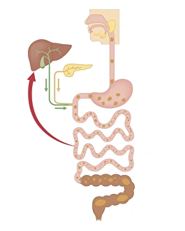 Cross section biomedical illustration of chemical breakdown in the digestive system Cross section biomedical illustration of chemical breakdown in the digestive system