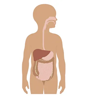 Cross section biomedical illustration of digestive system in girl Cross section biomedical illustration of digestive system in girl