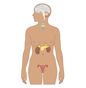 Cross section biomedical illustration of endocrine system in adult female Cross section biomedical illustration of endocrine system in adult female