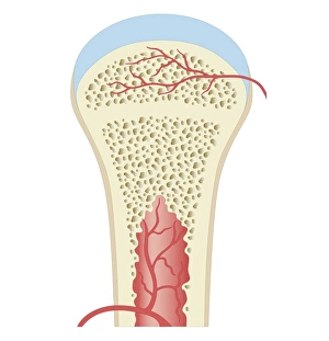 Cross section biomedical illustration of fully developed long bone in adult Cross section biomedical illustration of fully developed long bone in adult