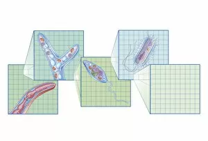 Cross section biomedical illustration on grid of Worm, Fungi, Protozoa, and Bacteria infection and infestation