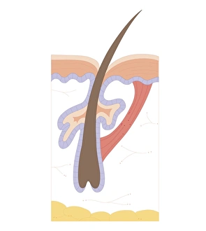 Cross section biomedical illustration of hair follicle Cross section biomedical illustration of hair follicle