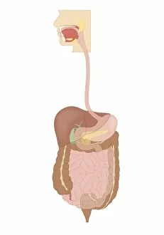 Images Dated 24th October 2011: Cross section biomedical illustration of human digestive system connected to esophagus