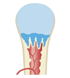 Cross section biomedical illustration of long bone of newborn baby Cross section biomedical illustration of long bone of newborn baby