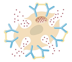 Cross section biomedical illustration of mast cell releasing histamine due to reaction with allergens Cross section biomedical illustration of mast cell releasing histamine due to reaction with allergens