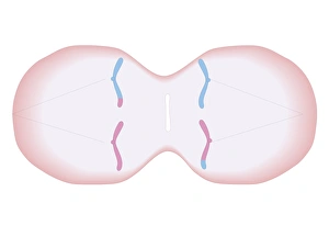Cross section biomedical illustration of meiosis with duplicated chromosomes lined up and more threads attach Cross section biomedical illustration of meiosis with duplicated chromosomes lined up and more threads attach