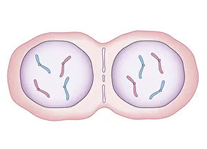 Cross section biomedical illustration of mitosis where nucleus membrane form around each set of chromosomes Cross section biomedical illustration of mitosis where nucleus membrane form around each set of chromosomes