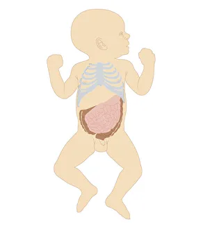 Cross section biomedical illustration of newborn baby boy showing rib cage and intestines Cross section biomedical illustration of newborn baby boy showing rib cage and intestines